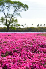 Fototapeta premium 新潟県聖龍町の芝桜（新潟県）