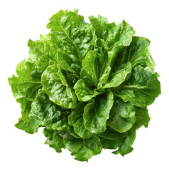Vibrant Butter Lettuce Head Isolated on Transparent PNG File
