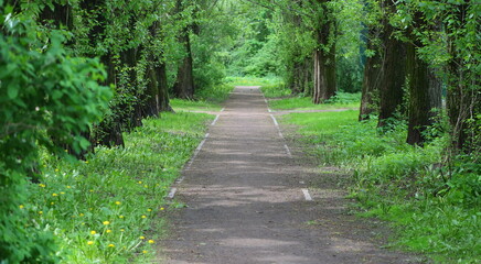 A green alley with a direct footpath