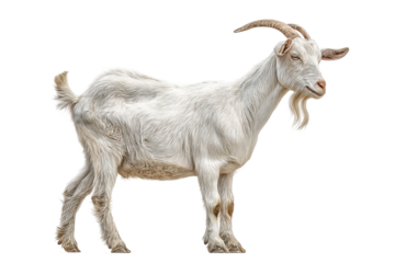 PNG White goat with curved horns and long beard standing sideways