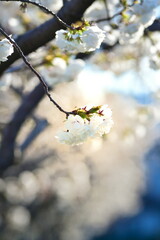 亀田排水路公園の桜（新潟県）