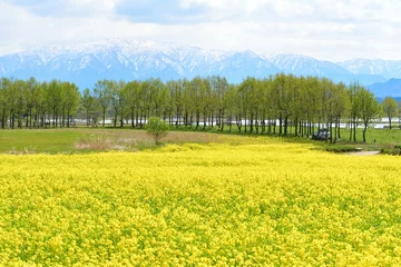 Gordijnen 福島潟から菜の花越しに飯豊連峰を望む（新潟県） © UI_forever