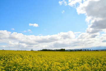 Obraz premium 福島潟から菜の花越しに飯豊連峰を望む（新潟県）