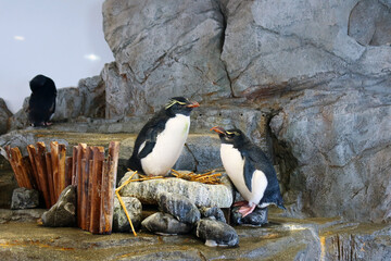 Osaka, Japan &ndash; April 15, 2024: Rockhopper penguins standing on a rocky floor with wings slightly spread, surrounded by others at Osaka Aquarium Kaiyukan.