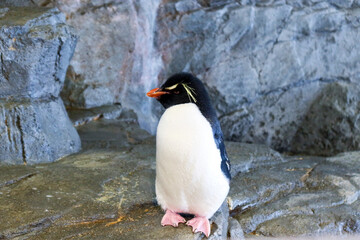 Osaka, Japan – April 15, 2024: Rockhopper penguins standing on a rocky floor with wings slightly spread, surrounded by others at Osaka Aquarium Kaiyukan.