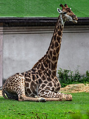 Obraz premium Giraffe sitting on the ground. Latin name - Giraffa camelopardalis