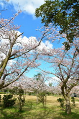 Obraz premium 島見緑地公園の桜（新潟県）