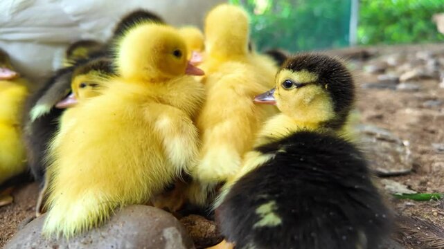 Sweet scene with tiny yellow ducklings on farm showcasing their fluffy appearance and charming playfulness in captivating slow motion visual experience