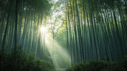 Fototapeta premium Sunlight streams through a dense bamboo forest.