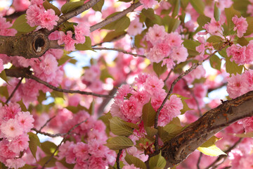 Sakura flowers. Sakura branches blooming with pink flowers. Close-up of lush pink flowers on tree branches. Nature background. Spring