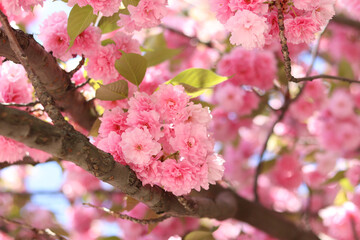 Sakura flowers. Sakura branches blooming with pink flowers. Close-up of lush pink flowers on tree branches. Nature background. Spring