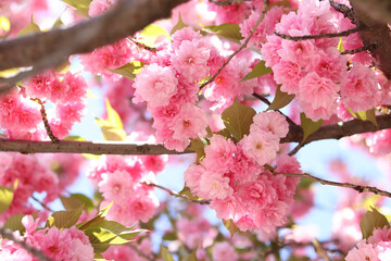 Sakura flowers. Sakura branches blooming with pink flowers. Close-up of lush pink flowers on tree branches. Nature background. Spring