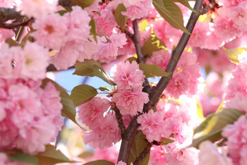 Sakura flowers. Sakura branches blooming with pink flowers. Close-up of lush pink flowers on tree branches. Nature background. Spring