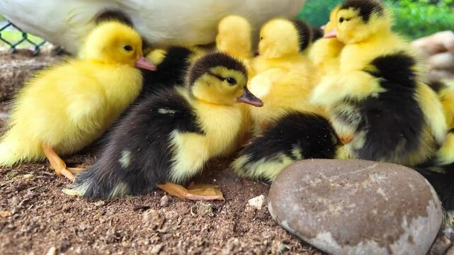 scene of fluffy yellow ducklings on a farm as they interact with their environment showcasing their endearing qualities in mesmerizing slow motion