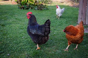 Chicken in the yard