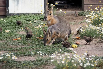 cute animal mara patagonia is on the farm in the fence on a warm summer day. wild animals rodents...