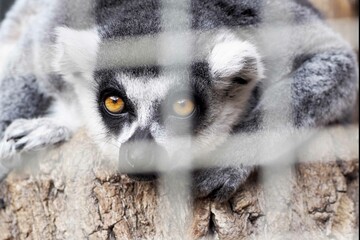 close up of lemur face in cage through blurred background of cage zoo