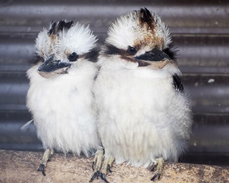 two laughing kookaburra bird that repeats sounds sits in a cage against a wooden wall