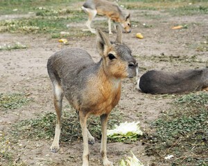 animal mara patagonica eat green young cabbage on a farm in an enclosure . wild animals rodents