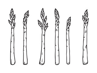 Asparagus Simple Line Art Clear Vision