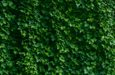 Green ivy wall, hedge texture background