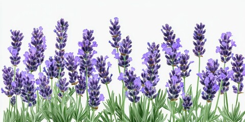 Naklejka premium Beautiful lavender blooms arranged in a vibrant display in a well-lit setting during spring