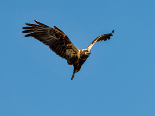Western marsh harrier gliding in blue sky with wings fully extended.
