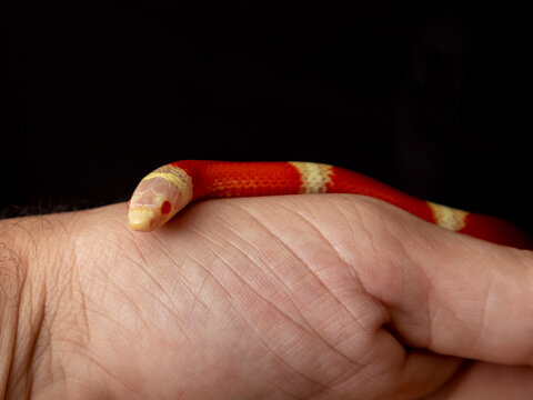 Lampropeltis triangulum, commonly known as the milk snake or milksnake, is a species of kingsnake