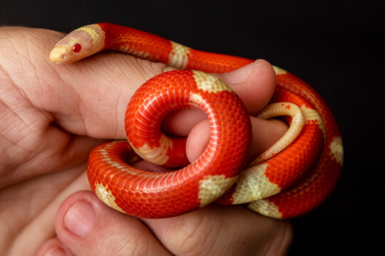 Lampropeltis triangulum, commonly known as the milk snake or milksnake, is a species of kingsnake