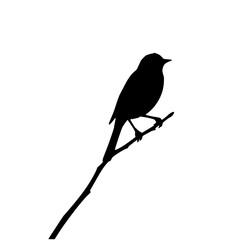 Obraz premium Silhouette Bird on Branch: A stark black and white illustration depicts a small bird perched serenely on a slender branch, creating a minimalist and elegant design.