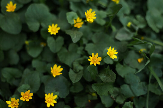 Fototapeta Yellow wildflowers blossoming in vibrant spring foliage
