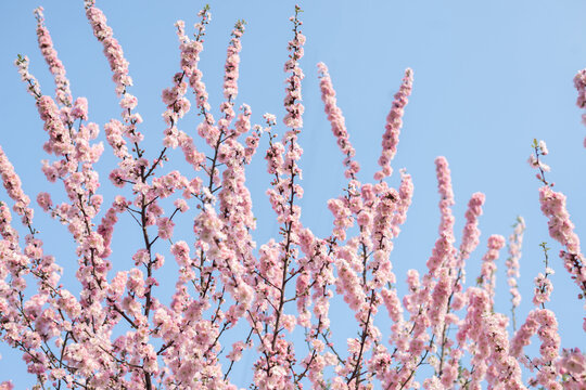 Pink blossoms against clear blue sky in spring