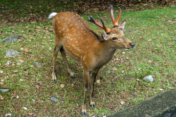 A majestic deer with velvet antlers standing on a green grassy meadow