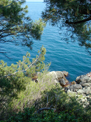 Sea Rocky Coastline with pine Trees. Nature