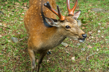 A curious deer with young antlers stands attentively on a bed of lush green grass.