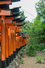 Rows of iconic orange torii gates create a pathway through a serene, green forest.