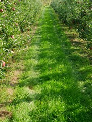 With grass overgrown agricultural transport and farm paths, leads through an apple plantation, the trees bear fruit and are ready for harvesting. The tribes are tied to posts.