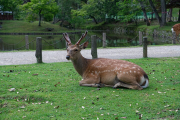 A relaxed deer resting on grass, in a lush park setting with a lake and trees.