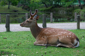 A beautiful deer with antlers rests peacefully on the grass in a serene outdoor setting.