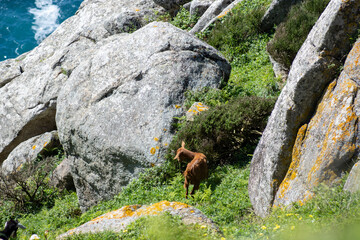 Wild Iberian goat overlooking Cape Finisterre lighthouse and rugged cliffs in Galicia, Spain. A...