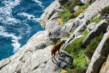 Wild Iberian goat overlooking Cape Finisterre lighthouse and rugged cliffs in Galicia, Spain. A majestic coastal scene with natural beauty and wildlife.