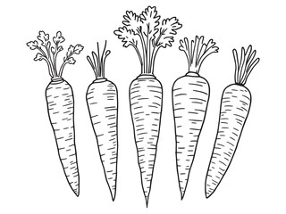 Fresh Carrot Illustration Line Style
