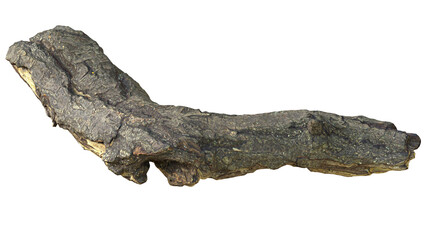 broken and damaged tree branches fall