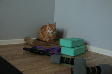 Obraz na płótnie Canvas Orange cute cat comfort sitting in sports corner near yoga black, fitness band, massager. Healthy concept with animal at home interior. Pet relax looking its beauty eyes. Closeup emotion portrait 