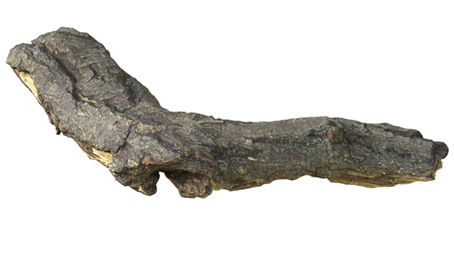 broken and damaged tree branches fall