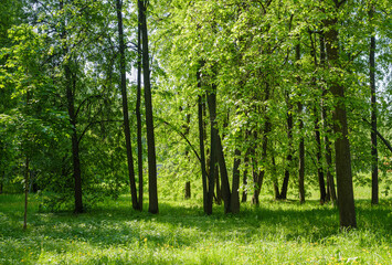 trees with green foliage in the park