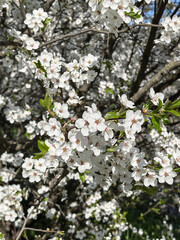 Cherry flowers with white petals and green leaves create a beautiful spring scene. Made by a smartphone.