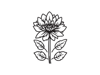 Chrysanthemum Greens Hand Drawn Sketch