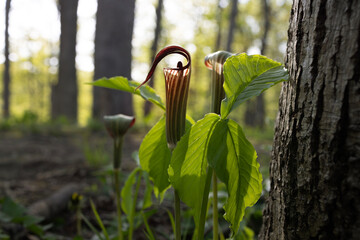 Golden light of evening sun illuminates jack-in-the-pulpit Arisaema triphyllum spring ephemeral...