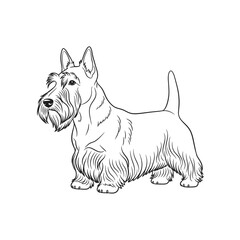 Scottish terrier dog breed standing isolated on white background, a cute domestic animal, a black scottish terrier portrait, a pedigree purebred canine friend